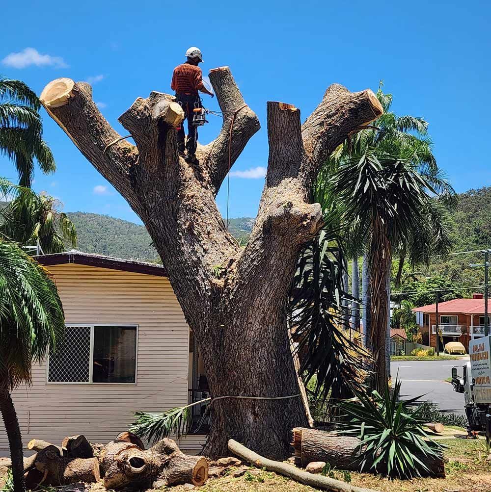 Person Using a Chainsaw to Trim a Large Tree — Barlows Tree Services in Rockhampton, QLD