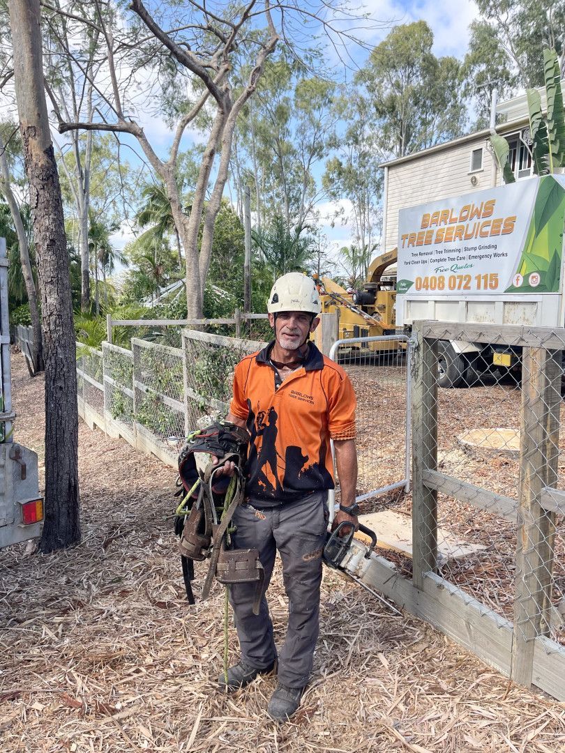Tree With Green Leaves Under a Blue Sky, Near a Metal Building and Other Trees — Barlows Tree Services in Rockhampton, QLD