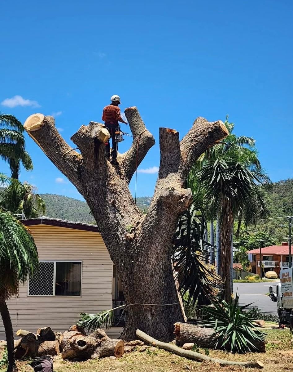 Arborist Trimming a Large Tree, Wearing Safety Gear — Barlows Tree Services in Rockhampton, QLD