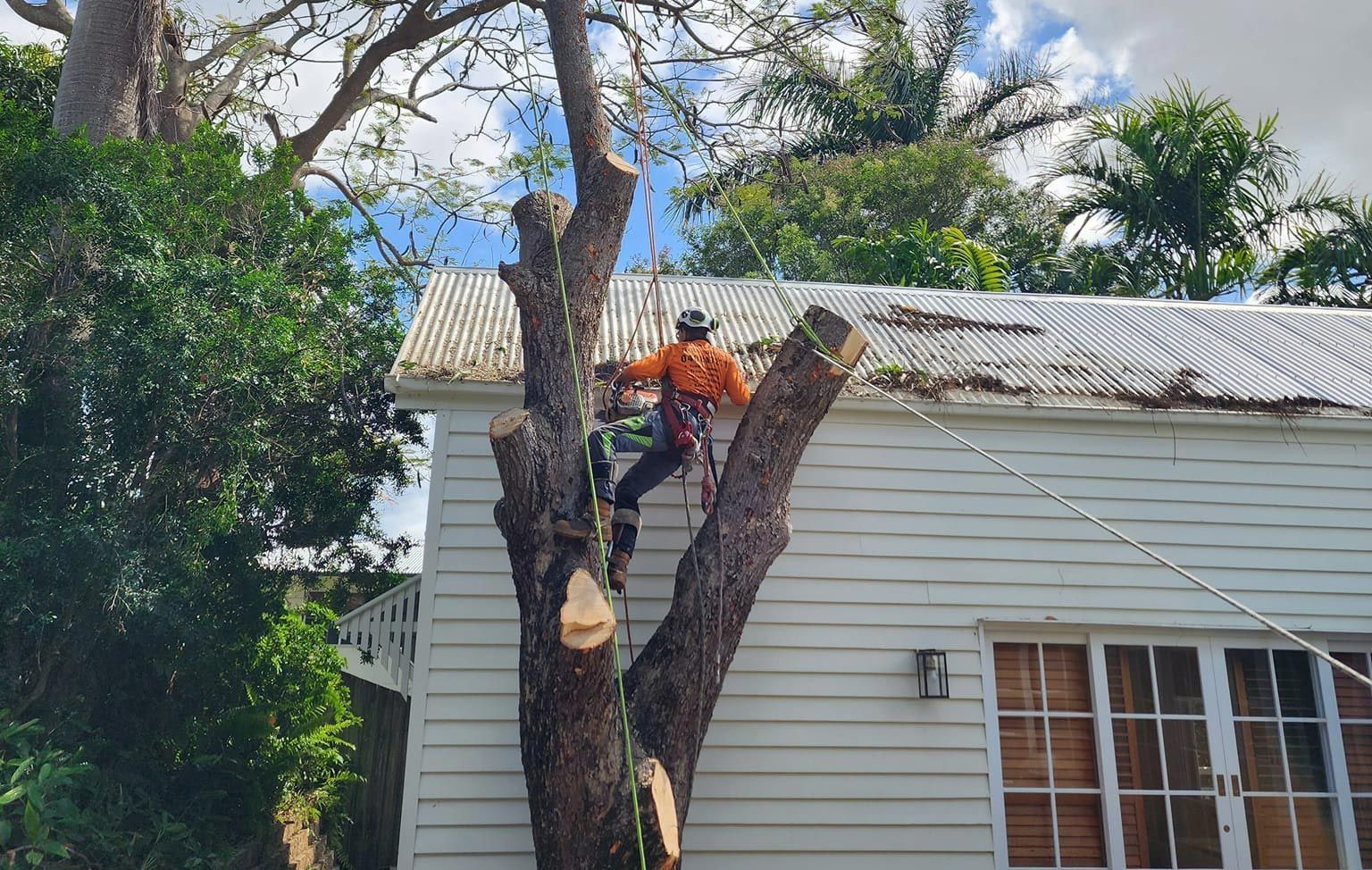 Arborist in Orange Shirt and Harness — Barlows Tree Services in Rockhampton, QLD