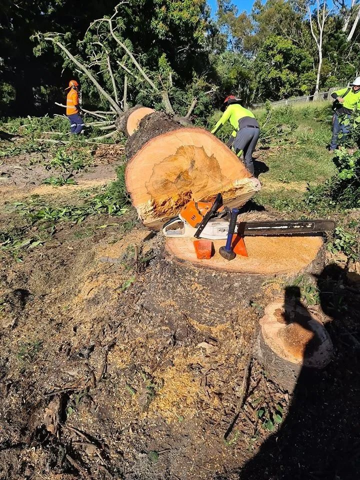Chainsaw Cutting Through a Large Tree Trunk — Barlows Tree Services in Rockhampton, QLD