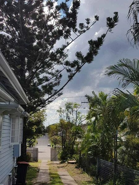 Tropical Yard Beside a House With Palms, a Narrow Path — Barlows Tree Services in Rockhampton, QLD