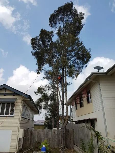 Tall Tree Between Two Houses With a Person in a Blue Shirt Near a Fence — Barlows Tree Services in Rockhampton, QLD