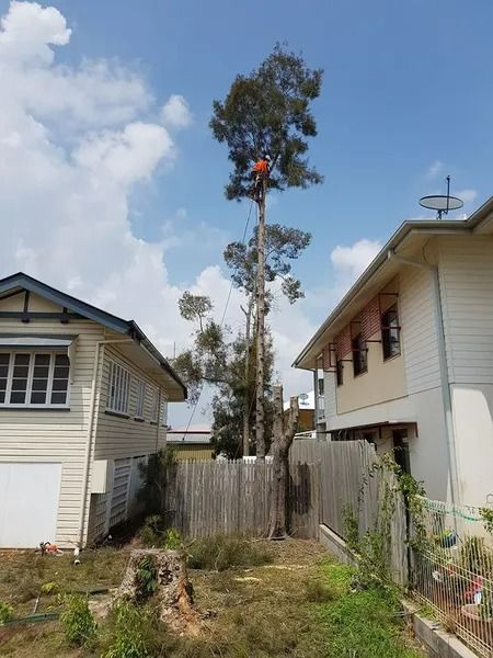 Backyard Between Two Houses With a Tall Tree Being Trimmed Near the Top — Barlows Tree Services in Rockhampton, QLD