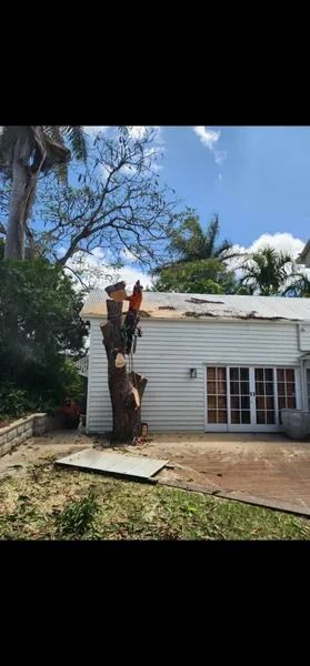 Backyard With a Cut Tree Stump Beside a White House — Barlows Tree Services in Rockhampton, QLD