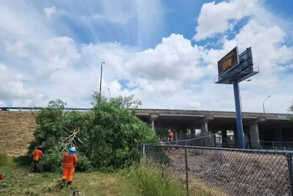 Workers in Orange Vests Near Overgrown Brush — Barlows Tree Services in Rockhampton, QLD