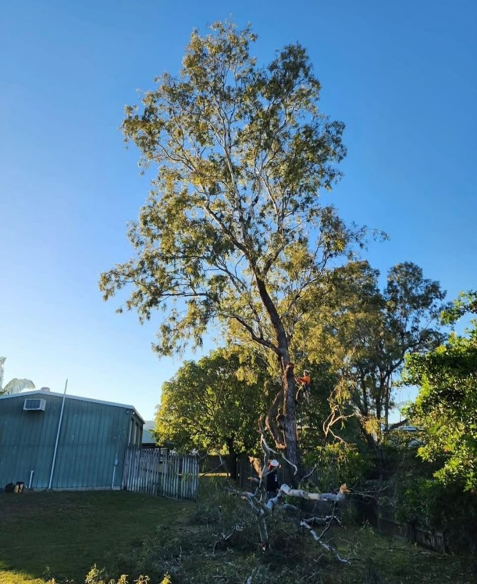 Tall Tree in a Backyard — Barlows Tree Services in Rockhampton, QLD