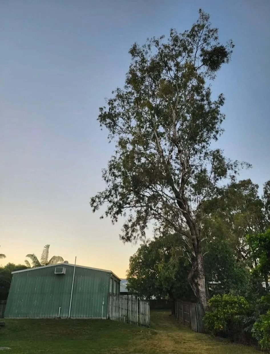 Tall Tree Beside a Green With a Fence and Bushes in the Yard — Barlows Tree Services in Rockhampton, QLD