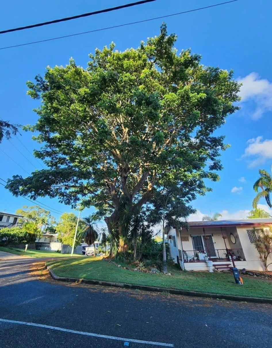 Large Leafy Tree Beside a Roadside, With a Small House in the Background — Barlows Tree Services in Rockhampton, QLD