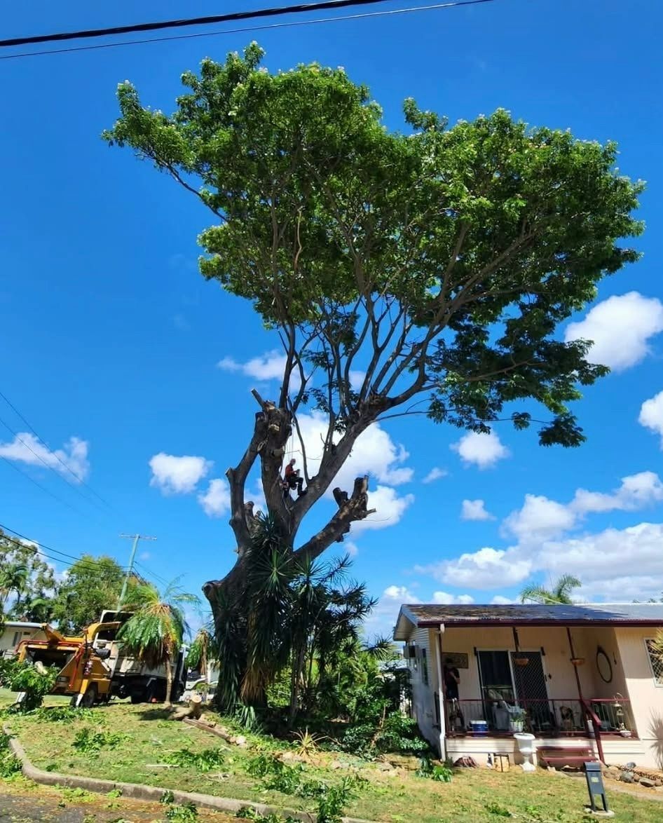 Large Leafy Tree Beside a Small House — Barlows Tree Services in Rockhampton, QLD