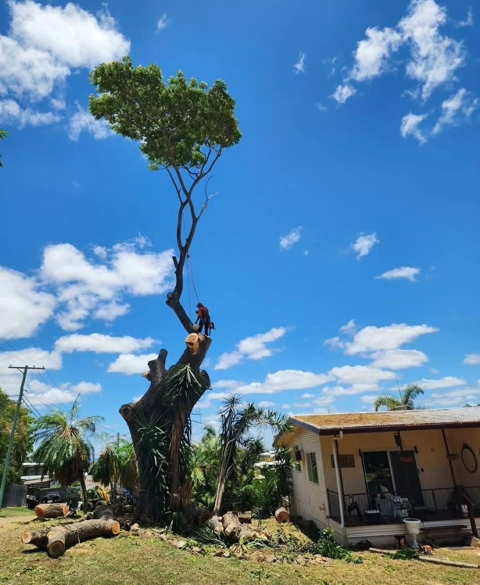A Tall, Oddly Shaped Tree Beside a Small Building — Barlows Tree Services in Rockhampton, QLD