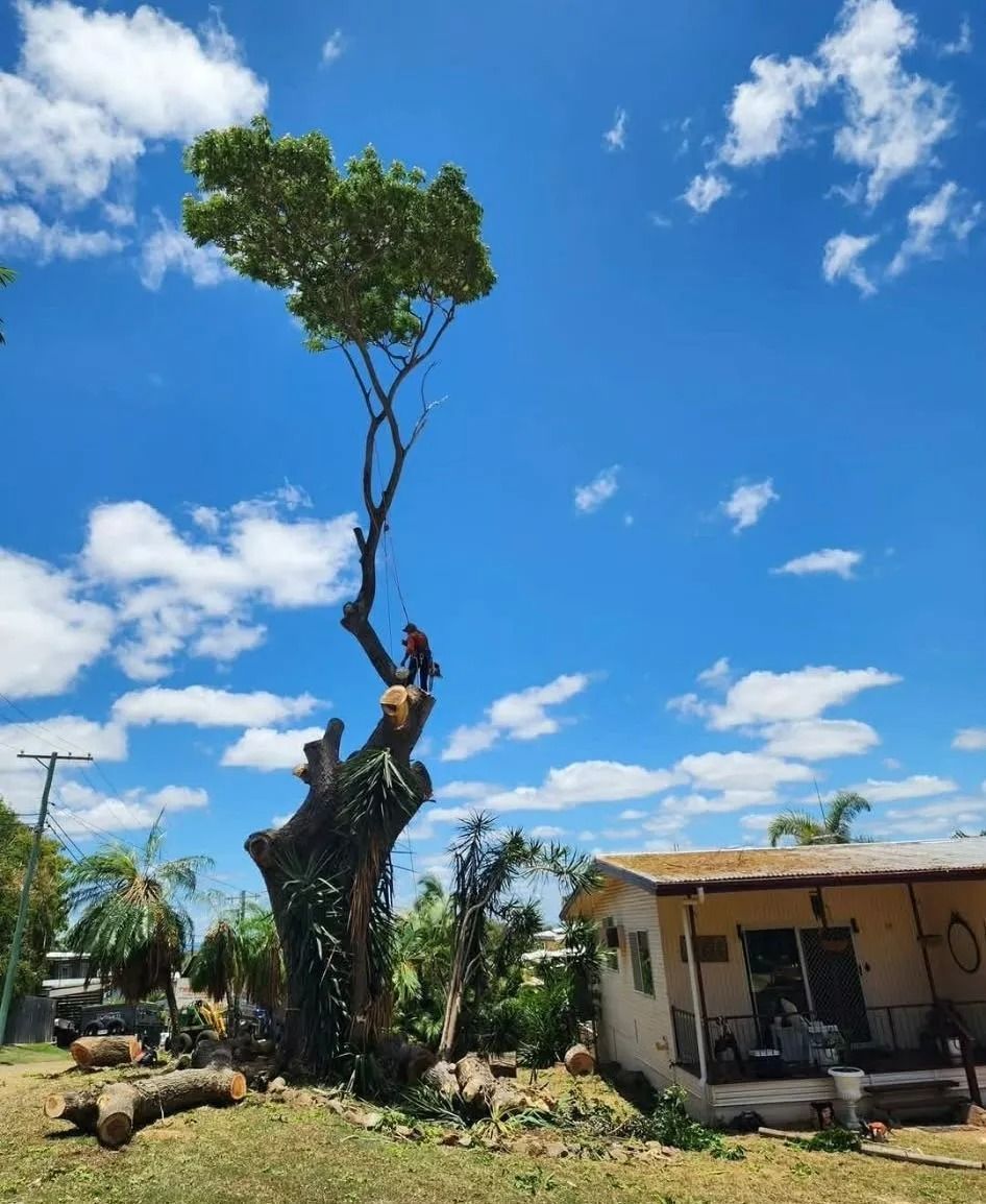 A Tall, Pruned Tree With a Leafy Top Beside a Small House — Barlows Tree Services in Rockhampton, QLD