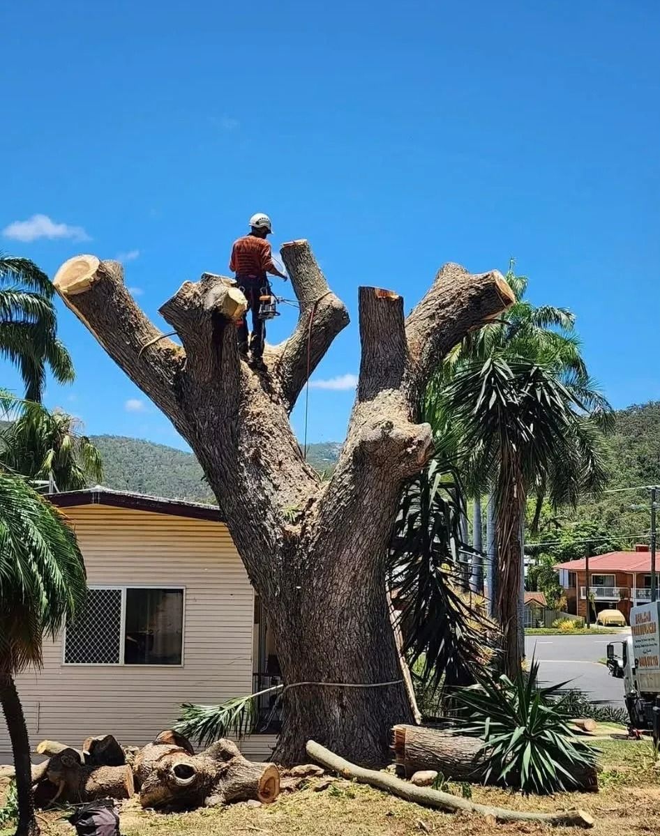 Huge Pruned Tree Stump in a Yard With a Person Perched on Top — Barlows Tree Services in Rockhampton, QLD