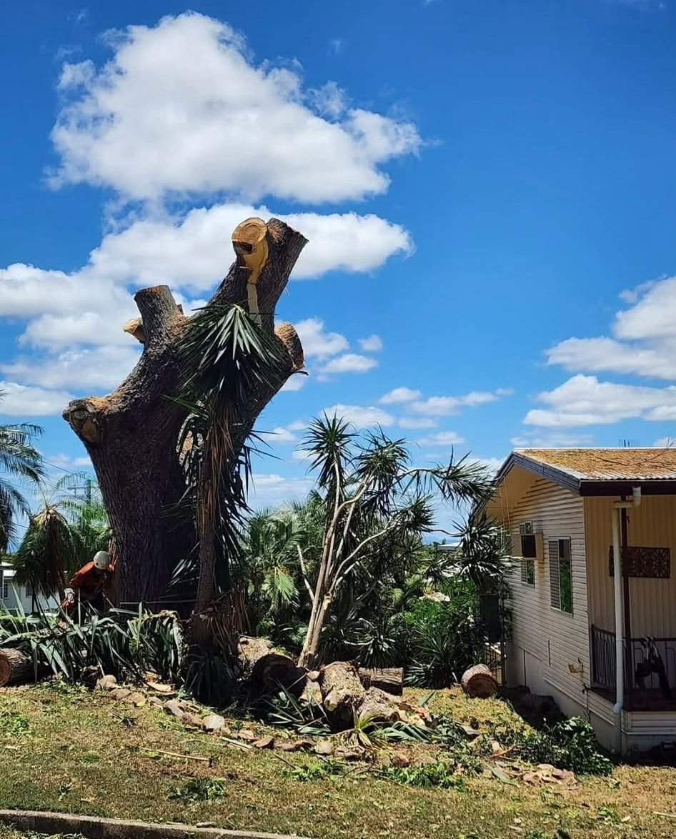 Large Cut Tree Stump in a Yard Beside a Small House — Barlows Tree Services in Rockhampton, QLD