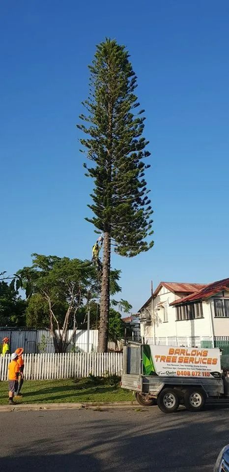 Tall Trimmed Tree Beside a Roadside Truck and Worker — Barlows Tree Services in Rockhampton, QLD