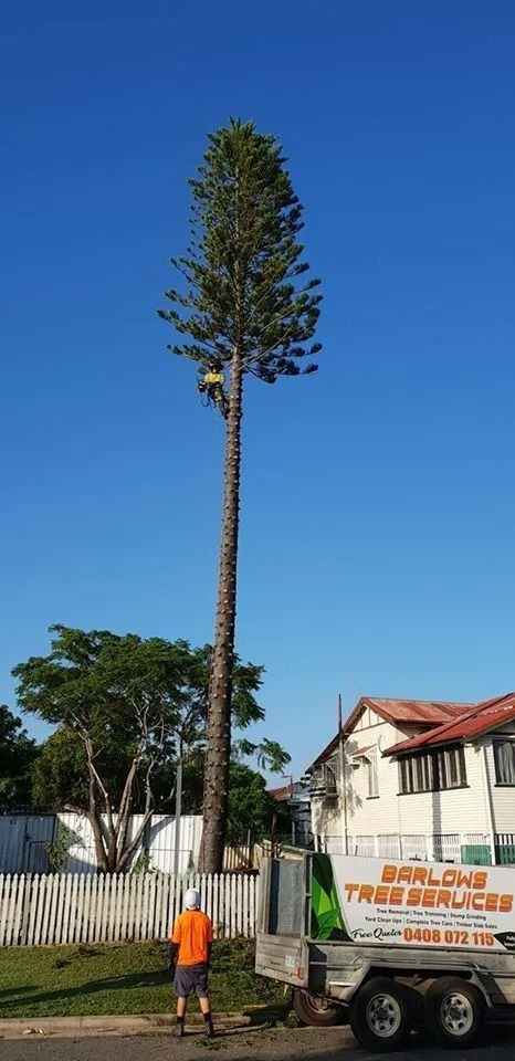 Tall Tree Beside a Sidewalk, With a Person in Orange and Houses — Barlows Tree Services in Rockhampton, QLD