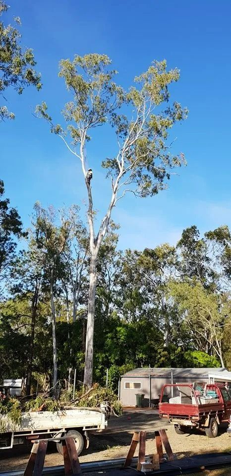 Tall Tree in a Yard, Parked Trailers, and a Red Utility Vehicle Below — Barlows Tree Services in Rockhampton, QLD