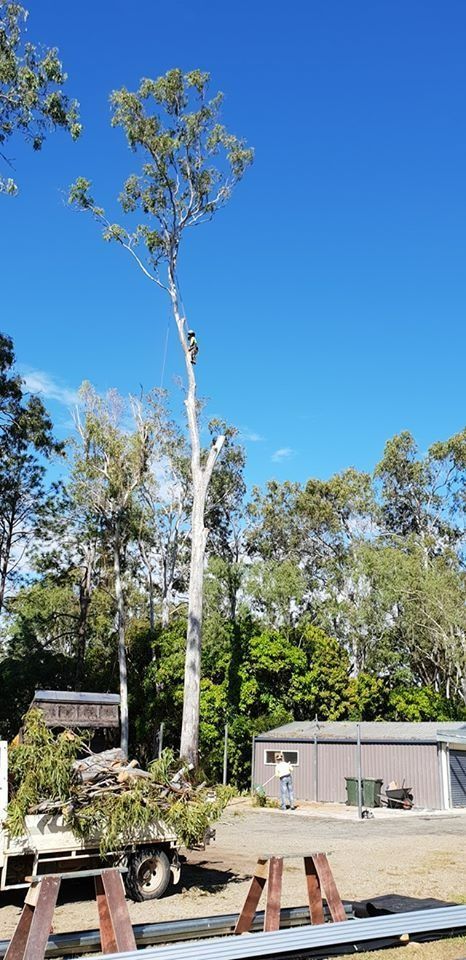 Outdoor Yard With Tall Eucalyptus Trees — Barlows Tree Services in Rockhampton, QLD
