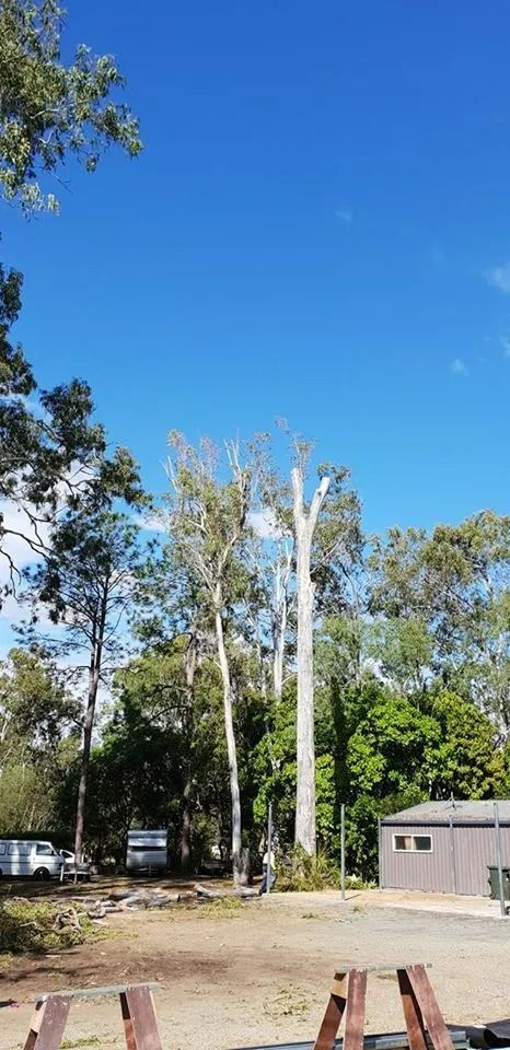 Tall White Trees in a Sunny Yard Beside a Building and Parked Cars — Barlows Tree Services in Rockhampton, QLD