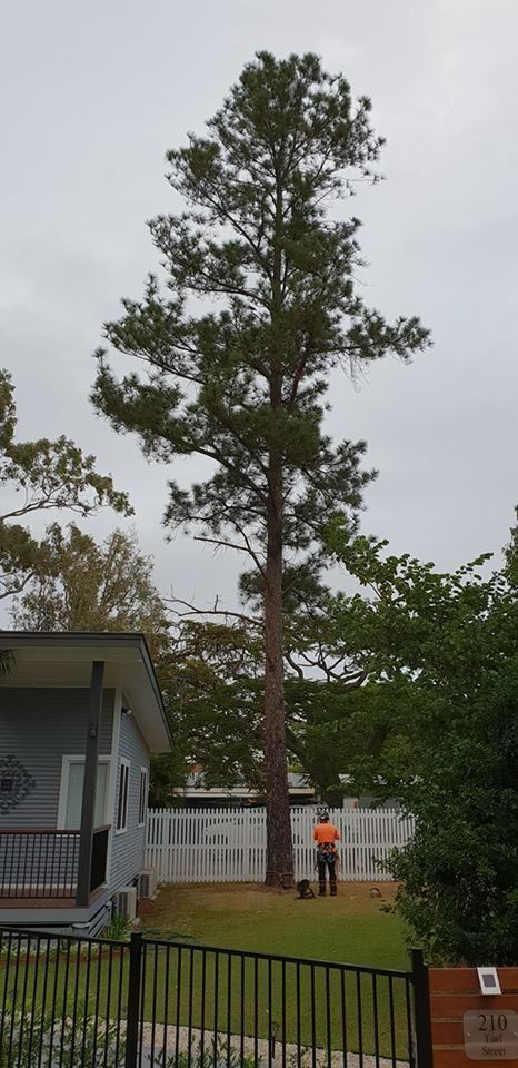 Tall Pine Tree in a Yard, With a Person in an Orange Shirt Standing Near a Fence — Barlows Tree Services in Rockhampton, QLD