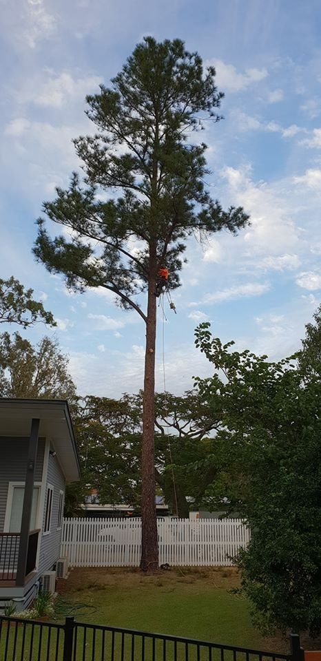 Tall Pine Tree in a Backyard Beside a House and White Fence — Barlows Tree Services in Rockhampton, QLD