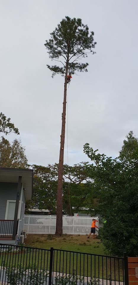 A Tall Pine Tree Stands Above Houses and a Fence — Barlows Tree Services in Rockhampton, QLD