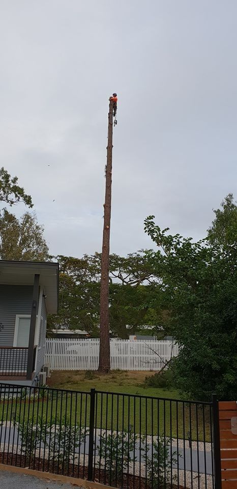Tall Rust-coloured Utility Pole Beside a House and Trees in a Fenced Yard — Barlows Tree Services in Rockhampton, QLD