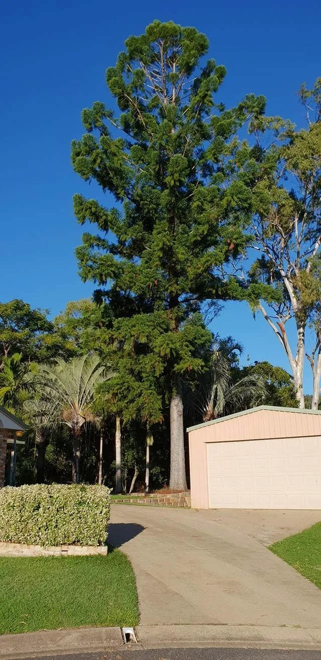 Suburban Driveway Beside a Garage, Manicured Hedge, and Tall Tree — Barlows Tree Services in Rockhampton, QLD