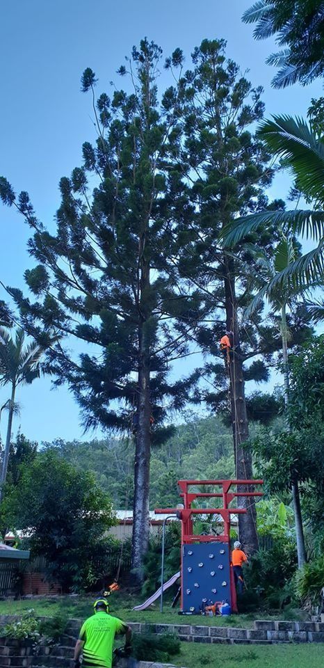 Person in Neon Green Shirt at a Blue Climbing Wall Under Tall Trees in a Park — Barlows Tree Services in Rockhampton, QLD