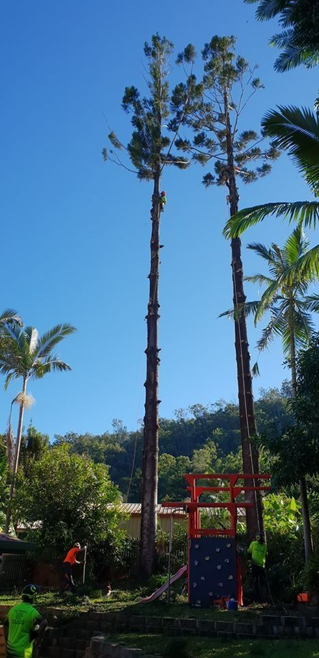 Park fitness area with two tall palm trees, blue sky, and red exercise equipment — Barlows Tree Services in Rockhampton, QLD