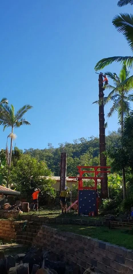 Garden Scene With Palm Trees, and a Red-and-blue Structure Near a Stone Wall — Barlows Tree Services in Rockhampton, QLD