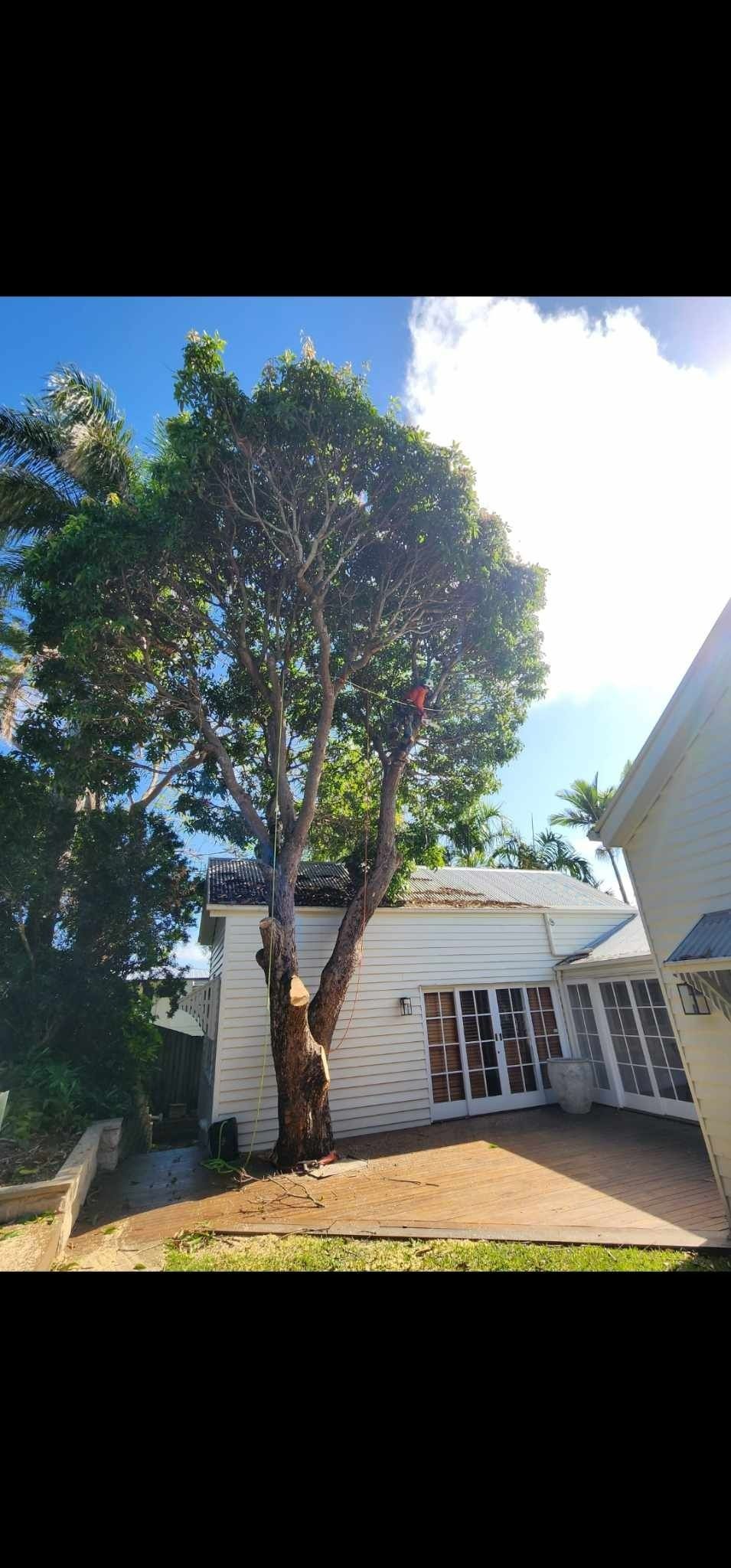 Tall Trees Beside a White House in Bright Sunlight, With a Dirt Yard — Barlows Tree Services in Rockhampton, QLD