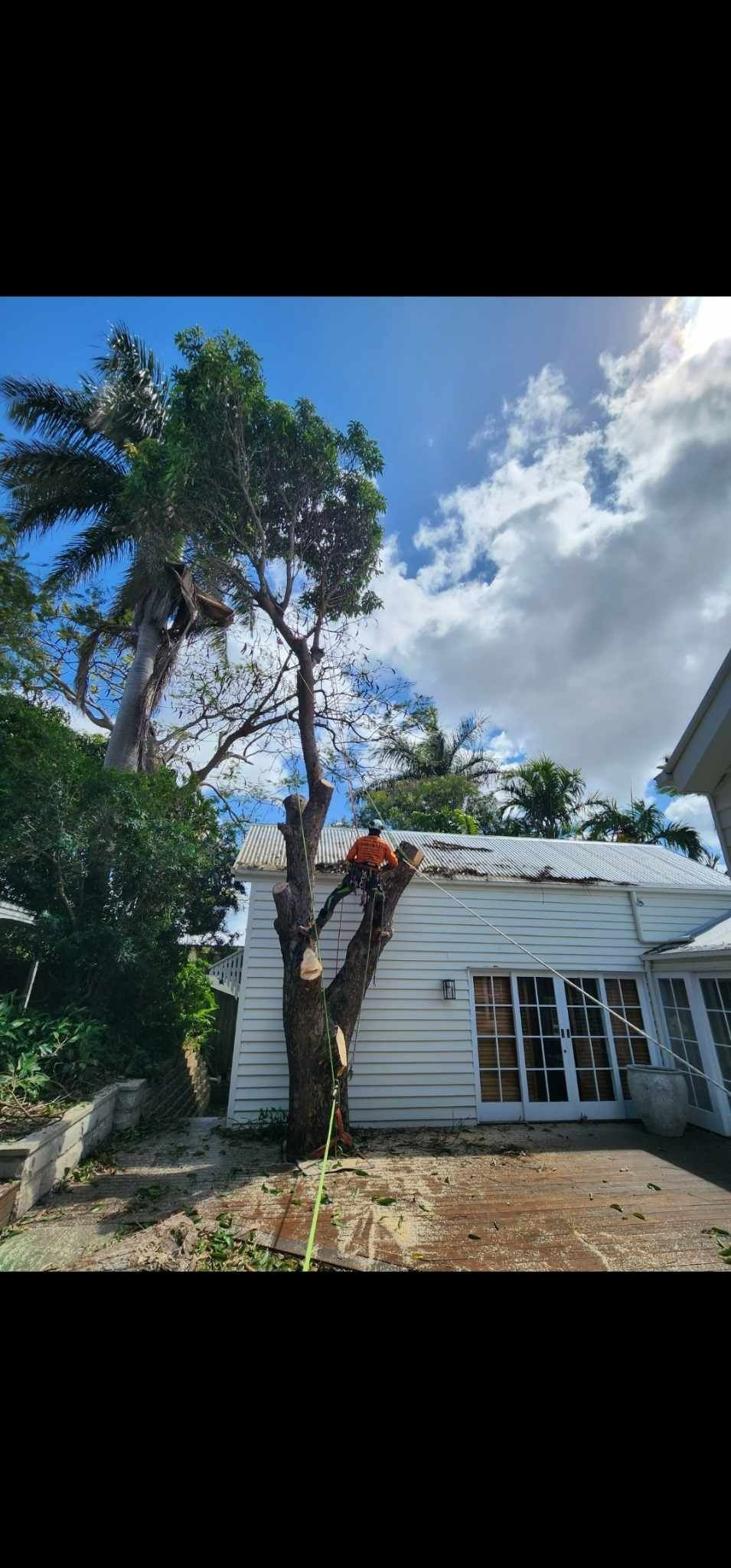 Small White House With a Large Tree — Barlows Tree Services in Rockhampton, QLD