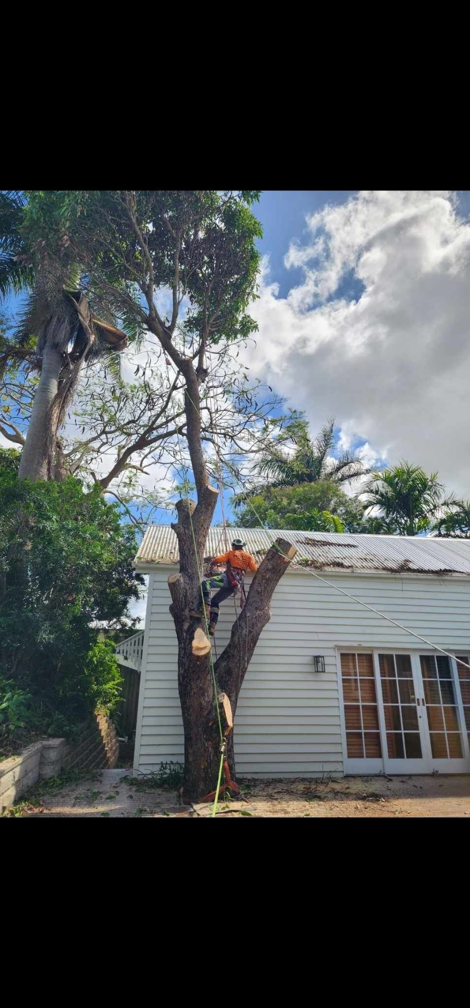 Tall Tree Beside a White House With a Person Climbing — Barlows Tree Services in Rockhampton, QLD