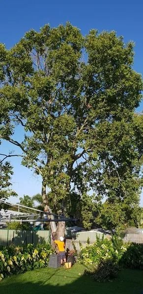Tall Leafy Tree in a Backyard, With a Person in a Yellow Shirt — Barlows Tree Services in Rockhampton, QLD