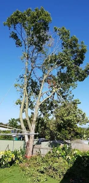 Tall Eucalyptus Tree Beside a Fence in a Sunny Yard With Green Shrubs — Barlows Tree Services in Rockhampton, QLD