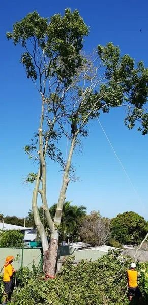 Workers Trimming Tall Trees Beside a Road — Barlows Tree Services in Rockhampton, QLD