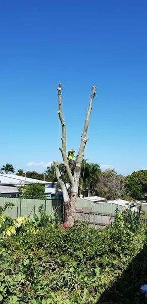 Tall, Leafless Tree Trunks in a Sunny Yard Beside Houses and Green Shrubs — Barlows Tree Services in Rockhampton, QLD