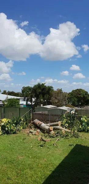 Backyard With Green Grass, Trees, a Fence, and a Small Shed — Barlows Tree Services in Rockhampton, QLD