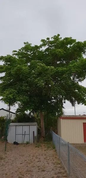 Large Green Tree Beside a Gravel Path, Fence, and Small Buildings — Barlows Tree Services in Rockhampton, QLD