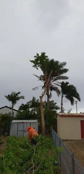 Person in Orange Near Garden Path, With Palm Trees — Barlows Tree Services in Rockhampton, QLD