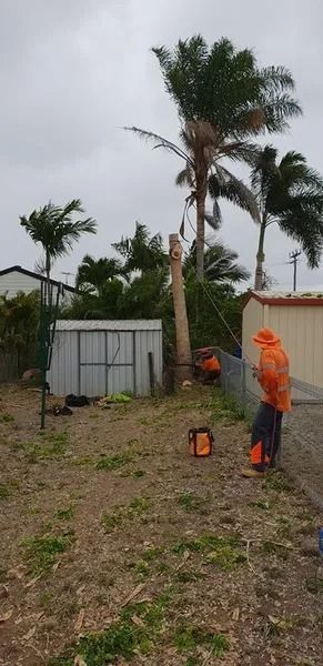 Person in Orange Rain Gear Using a Long Pole to Trim a Palm Tree in a Yard — Barlows Tree Services in Rockhampton, QLD
