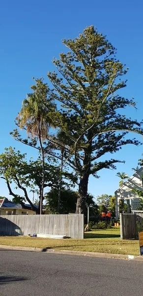 Tall Evergreen Tree in a Suburban Yard Beside a Wooden Fence and Road — Barlows Tree Services in Rockhampton, QLD