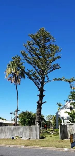 Tall Palm Trees Beside a Fenced Yard — Barlows Tree Services in Rockhampton, QLD