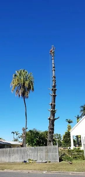 Tall Palm Trees Beside a Weathered Fence — Barlows Tree Services in Rockhampton, QLD