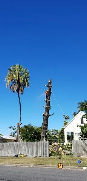 Two Tall Palm Trees Beside a Wooden Fence and White House — Barlows Tree Services in Rockhampton, QLD