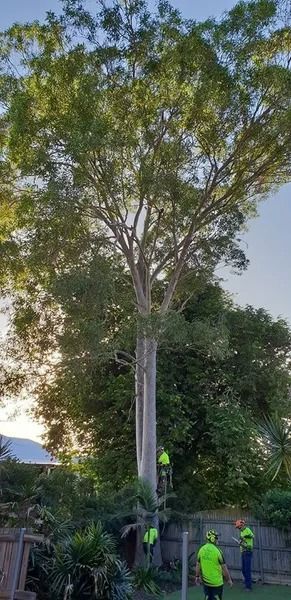 Workers in Neon Vests Trimming a Tall Tree in a Residential Yard — Barlows Tree Services in Rockhampton, QLD