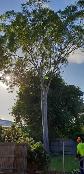 Tall Tree in a Yard, Fence, and a Worker in a Neon Shirt at the Right Edge — Barlows Tree Services in Rockhampton, QLD