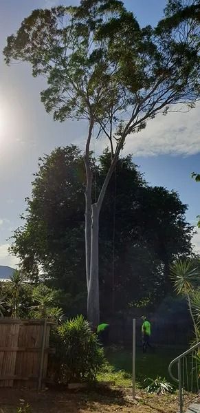 Tall Tree in a Sunny Yard With a Fence and a Person in a Neon Vest — Barlows Tree Services in Rockhampton, QLD