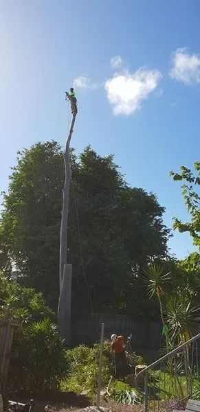 Tall Tree Being Trimmed Against, With a Worker on the Ground — Barlows Tree Services in Rockhampton, QLD